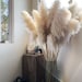 Dried Pampas Grass Reed Plume Single Stem 140 cm 6 Colours Decorative Feather Flower Arrangement Beach Theme Decor 