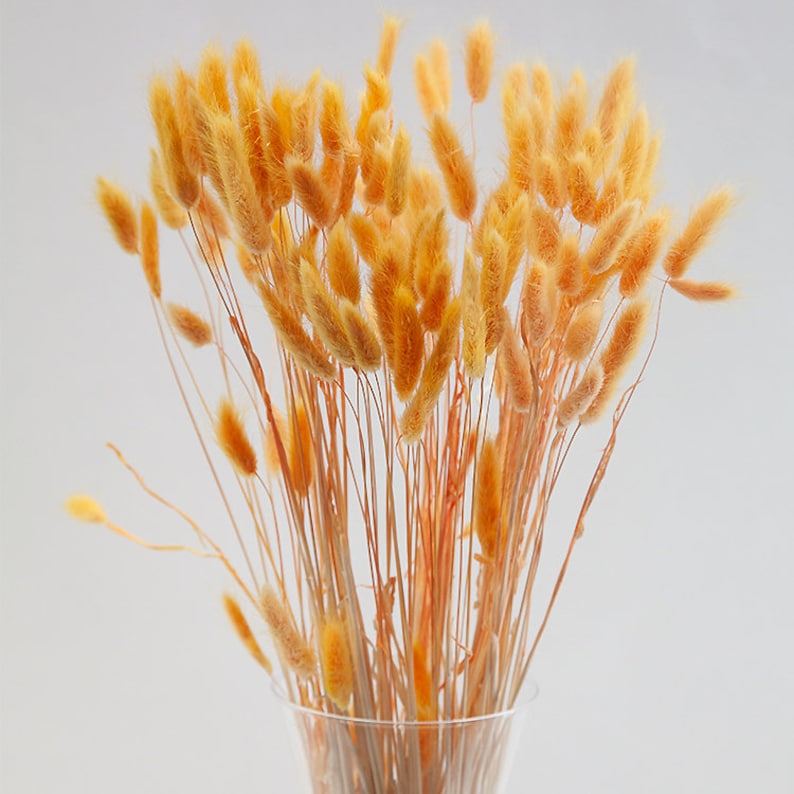 Queue de lapin séchée Herbe Lagurus Herbe Fleur séchée Bouquet Etsy France