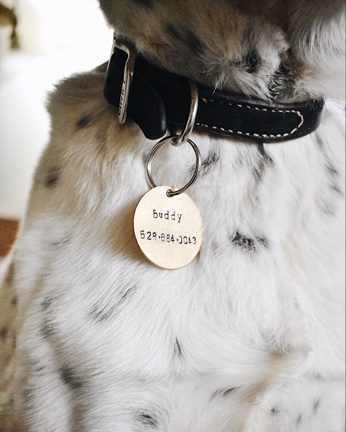 cat id tags cat id tags