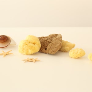 Pode incluir: Uma coleção de esponjas marinhas naturais de diferentes formas e tamanhos, incluindo uma esponja marrom, uma esponja amarela e uma concha de mar branca. Há também duas pequenas estrelas do mar.