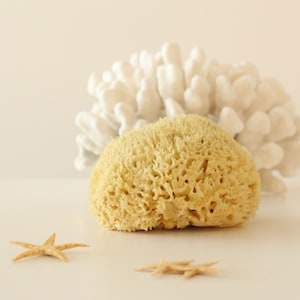 Pode incluir: Uma esponja do mar natural de cor castanho claro com um coral branco atrás e duas estrelas do mar em primeiro plano.