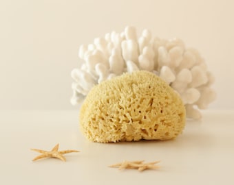 Natural Sea Sponge Honeycomb Type| King of Sponges| Kalymnos Island Greece| All Sizes