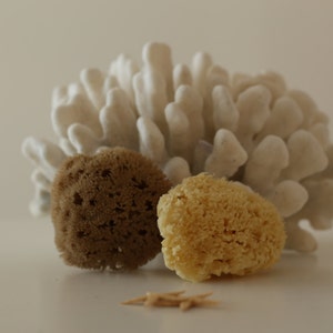 BabyCare by Poseidon Sponge| 2pcs| 4''-4.5''| Honeycomb King of Natural Sea Sponges