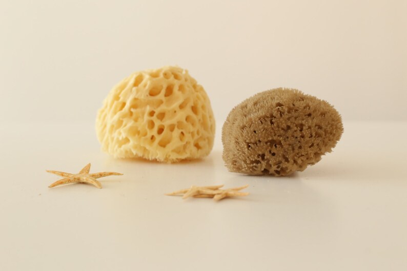 Natural Sea Sponge Type King of Sponges Kalymnos Island