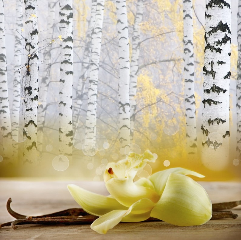 VANILLA BIRCH CANDLE Vanilla Wax Melts Room Spray Odor Etsy