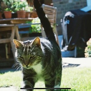 Puede incluir: Un gato atigrado con marcas blancas camina sobre un c&eacute;sped verde. El gato tiene una cola larga y oscura y mira hacia el suelo.