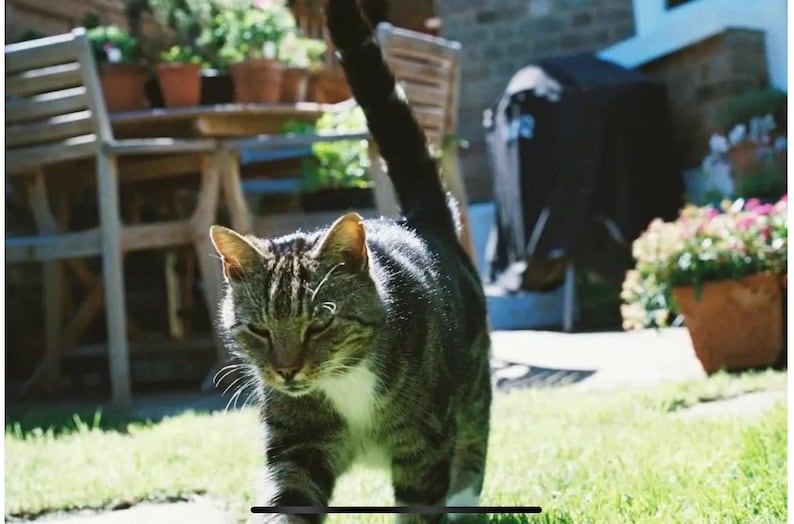 Puede incluir: Un gato atigrado con marcas blancas camina sobre un c&eacute;sped verde. El gato tiene una cola larga y oscura y mira hacia el suelo.