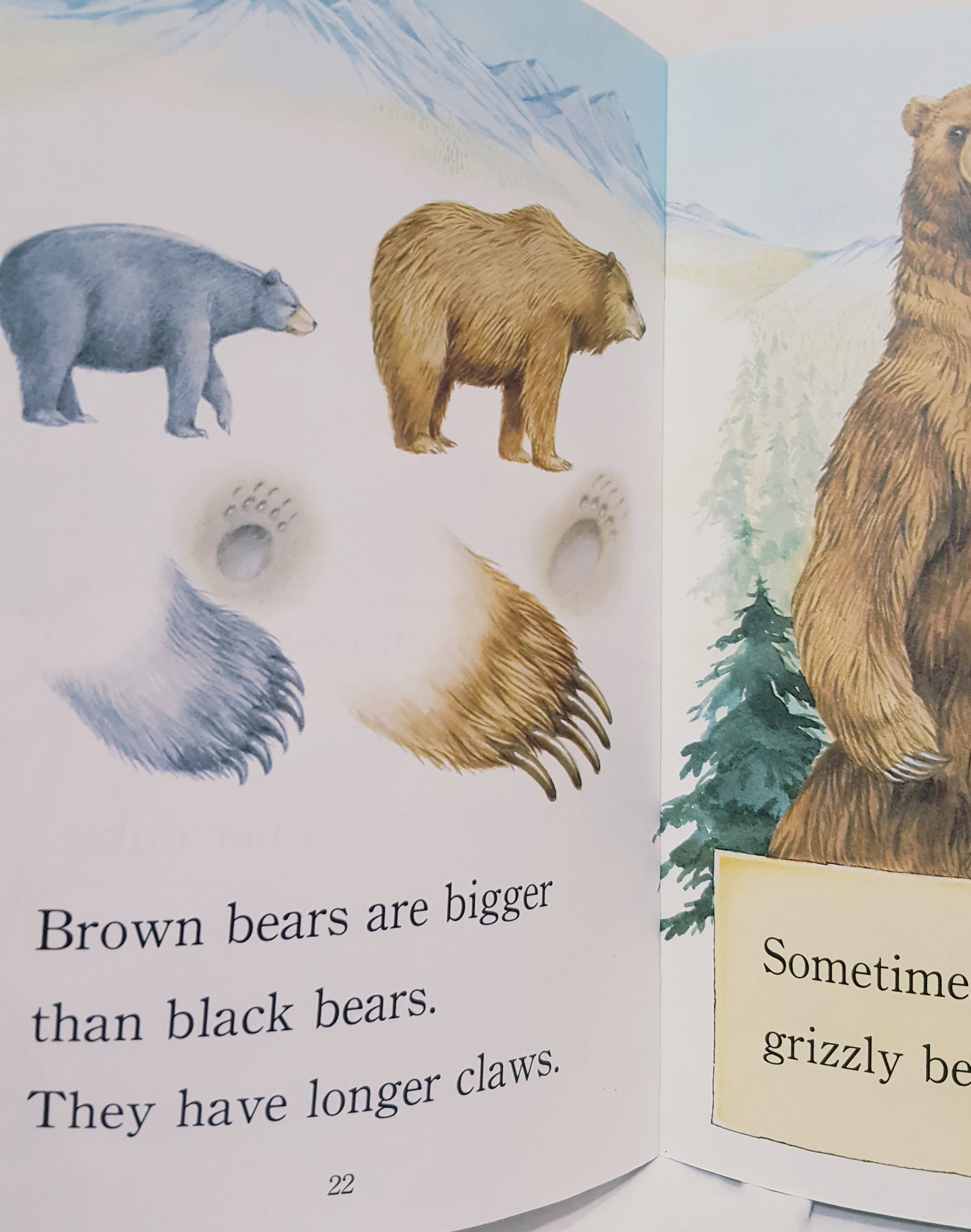 絵本・児童書 Bear's Curiosity Book 絵本・児童書 Bear's Curiosity Book 絵本・児童書 Bear's Curiosity