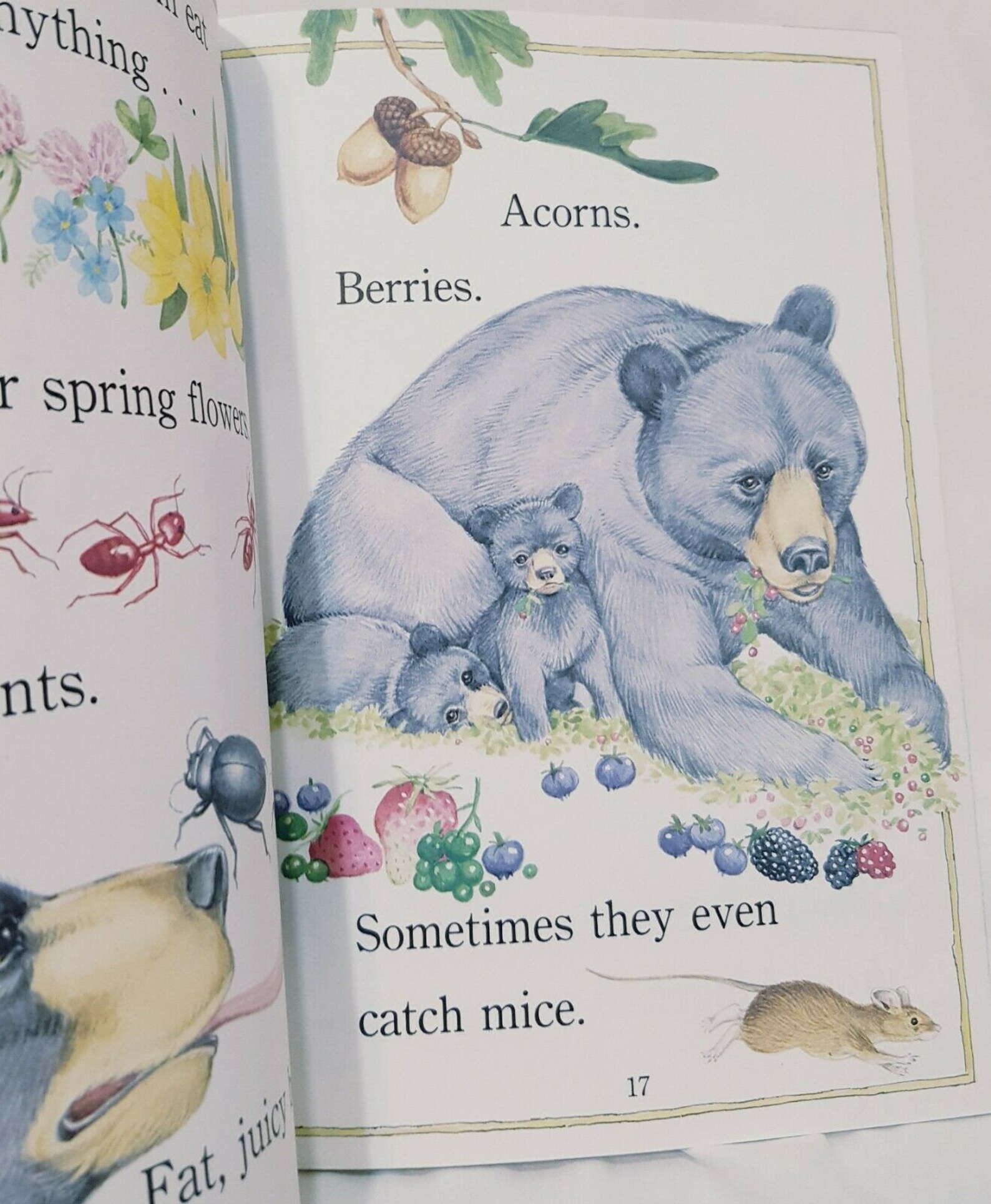 Bears Are Curious Book 2000 Paperback Joyce Milton Scholastic Animal