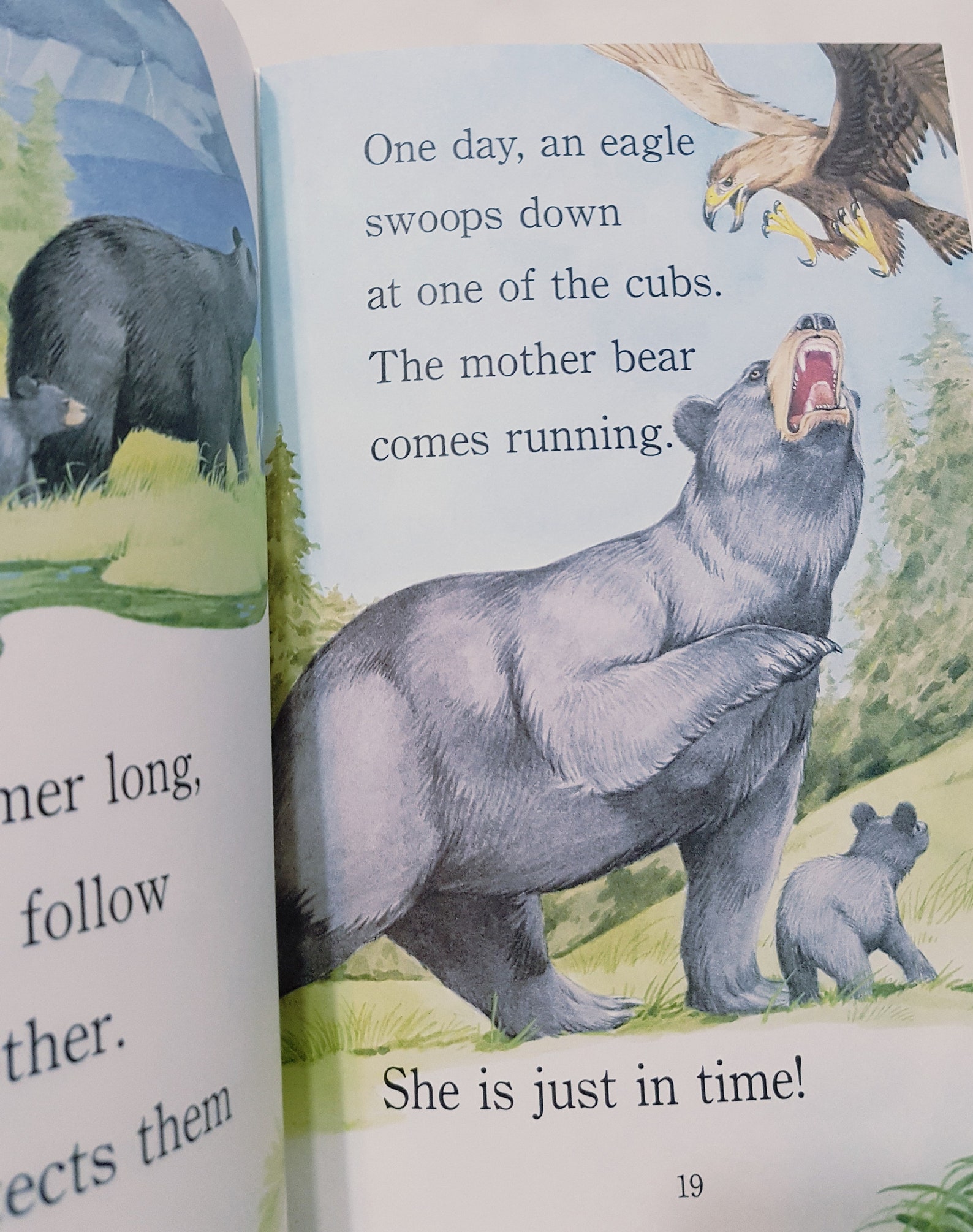 Bears Are Curious Book 2000 Paperback Joyce Milton Scholastic Animal