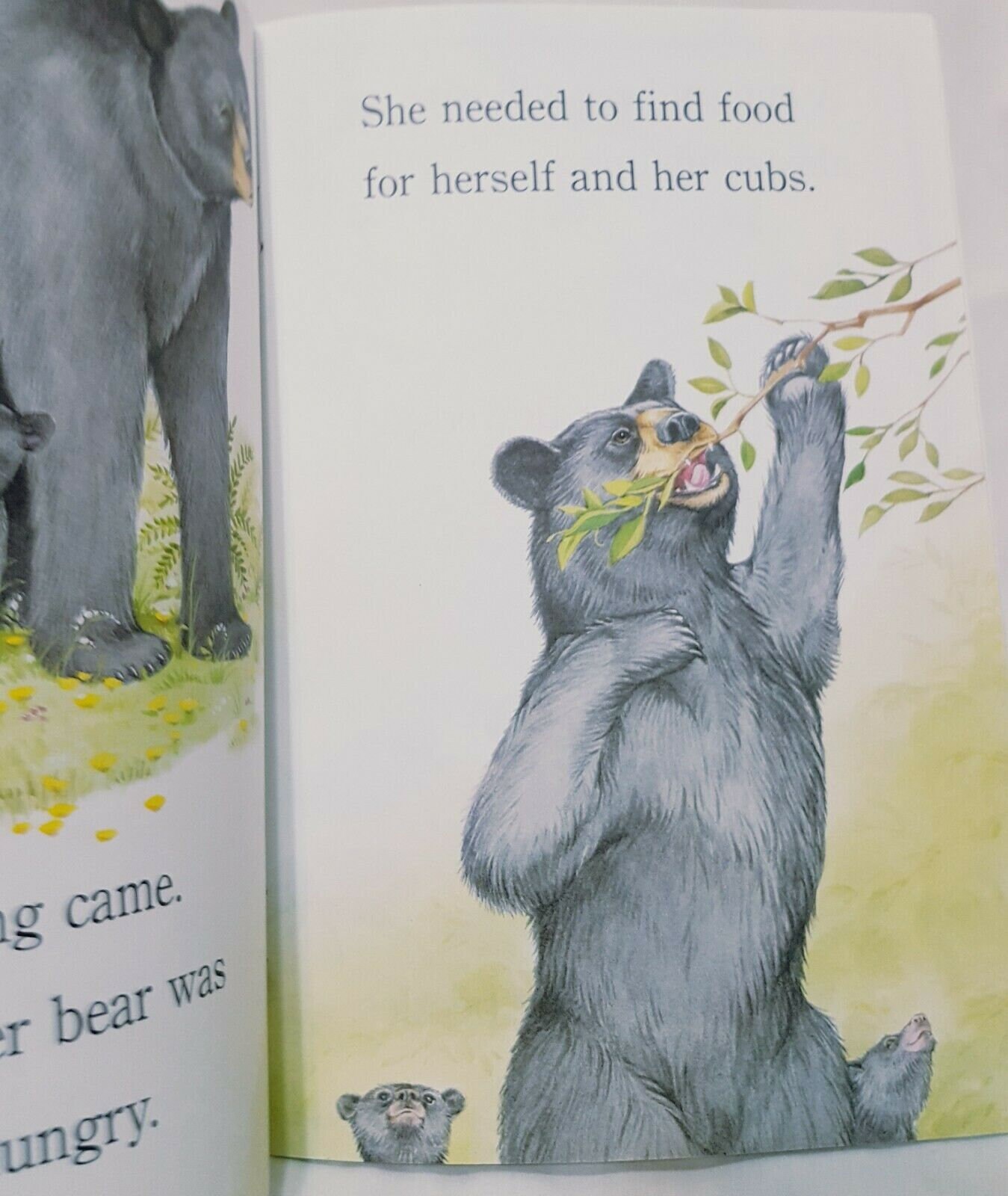 Bears Are Curious Book 2000 Paperback Joyce Milton Scholastic 