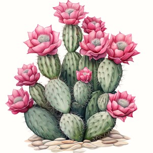 Watercolor Cactus Sublimation Download,Instant PNG Format for Shirts and Crafting Designs,Digital Pink Floral Plant Image for Commercial Use image 6