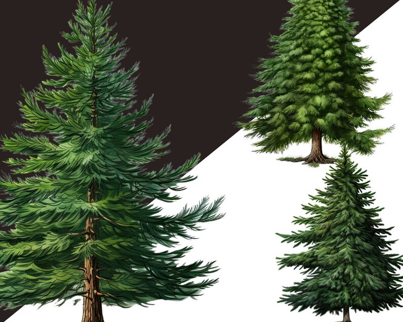 Winter Wonderland Forest Clipart Bundle - Fir Tree Illustrations, Pine Cone, Christmas Tree Png, Digital Winter Clipart