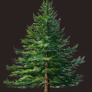 Festive Christmas Tree Png Bundle - Pine Tree Art, Tree Clipart, Greenery Clipart, Digital Evergreen Trees