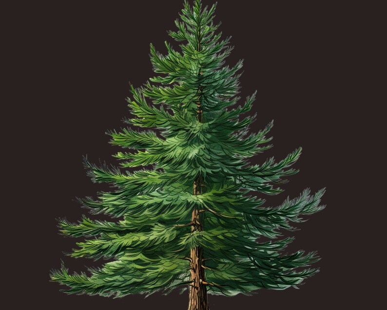 Festive Christmas Tree Png Bundle - Pine Tree Art, Tree Clipart, Greenery Clipart, Digital Evergreen Trees