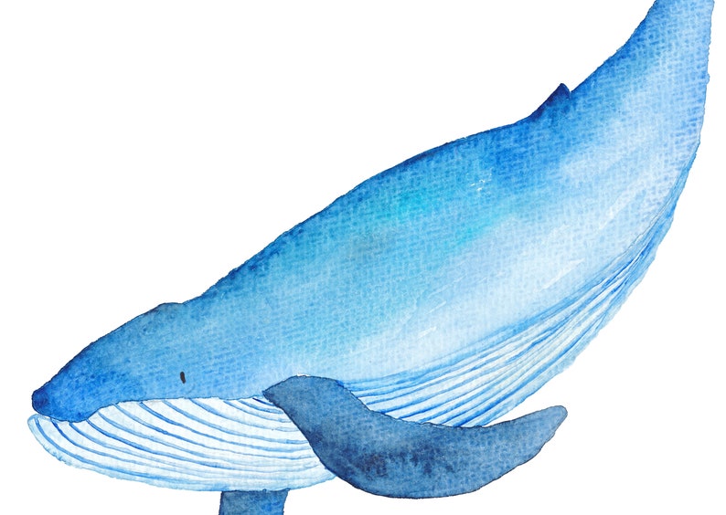 Aquarell Wale Clipart: Ozean Tiere PNG Bundle (Digitaler Download) Bild 5