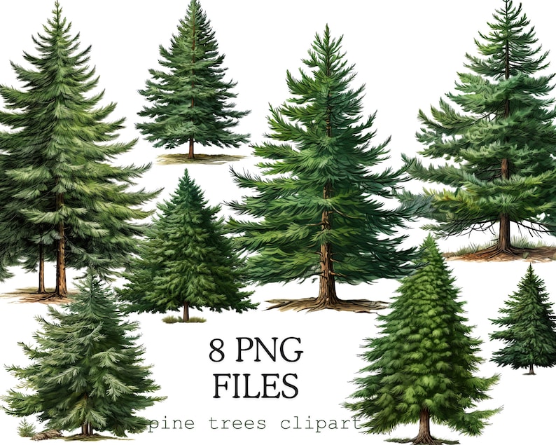 Forest Trees Illustration, Greenery Christmas Png Bundle Clipart, Winter Digital Clipart, Fir Tree, Pine Cone, Christmas Evergreen Trees