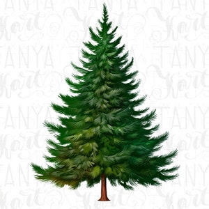 Könnte beinhalten: Ein grüner Weihnachtsbaum mit einem braunen Stamm. Der Baum ist vor einem weißen Hintergrund isoliert.