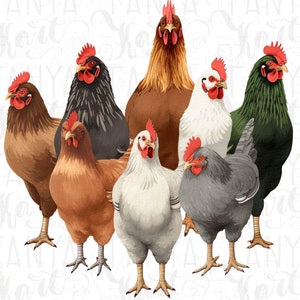 Poulet graphique PNG imprimable pour chemises de Thanksgiving et cadeaux pour les amoureux des animaux, saison des récoltes, déco de poulailler, oeuvre d'art de la ferme
