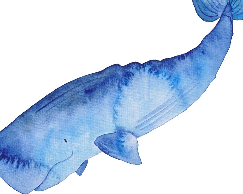 K&ouml;nnte beinhalten: Ein Aquarellbild eines blauen Pottwals vor wei&szlig;em Hintergrund.