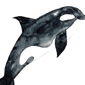 K&ouml;nnte beinhalten: Aquarellmalerei eines schwarz-wei&szlig;en Orcas, der aus dem Wasser springt. Der Orca ist realistisch gemalt mit einer detaillierten Darstellung seines K&ouml;rpers und seiner Flossen.