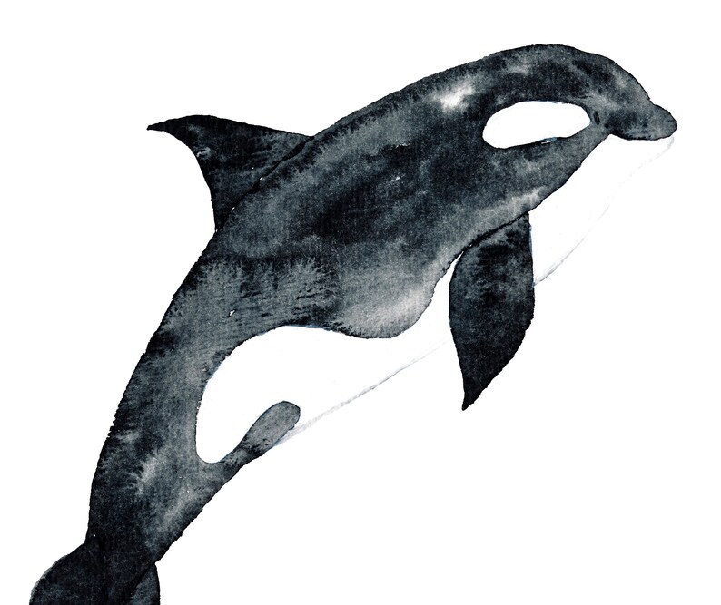 K&ouml;nnte beinhalten: Aquarellmalerei eines schwarz-wei&szlig;en Orcas, der aus dem Wasser springt. Der Orca ist realistisch gemalt mit einer detaillierten Darstellung seines K&ouml;rpers und seiner Flossen.