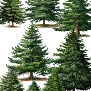 Whimsical Forest Trees Illustrations - Tree Clipart, Winter Clipart, Christmas Png Bundle, Pine Tree Png, Greenery Clipart