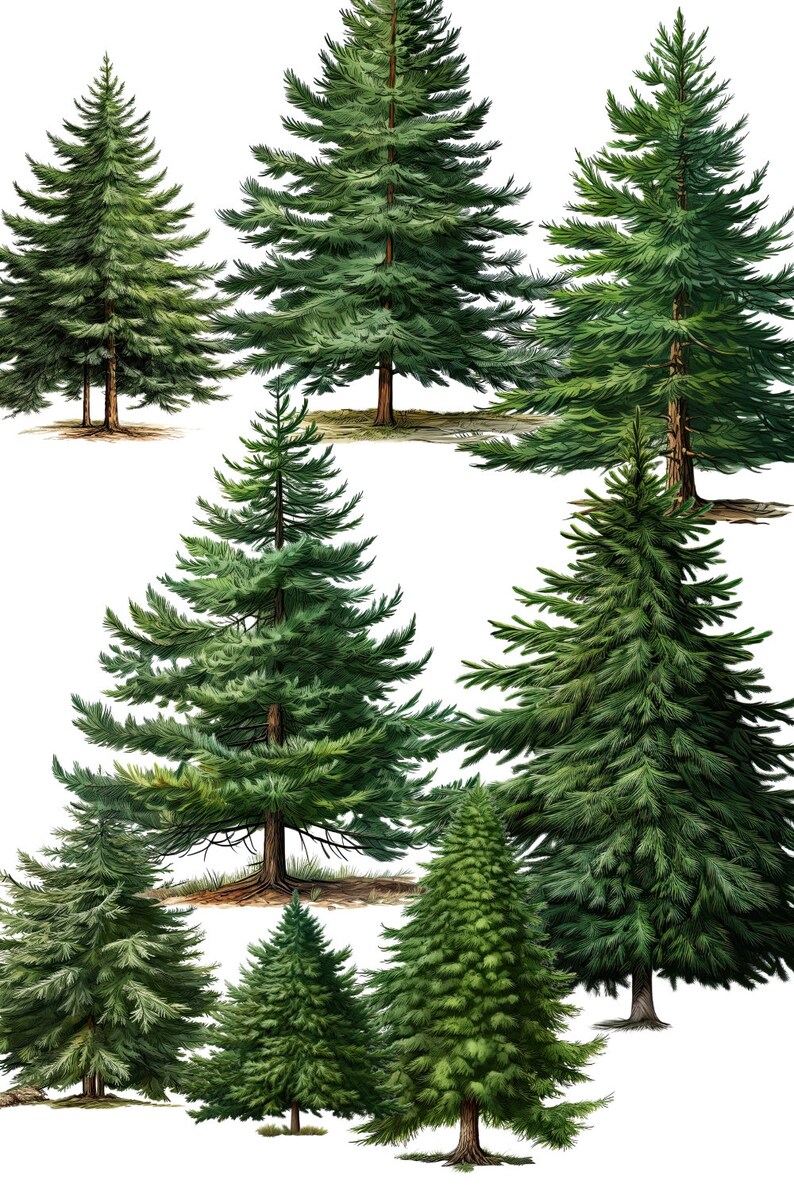 Whimsical Forest Trees Illustrations - Tree Clipart, Winter Clipart, Christmas Png Bundle, Pine Tree Png, Greenery Clipart
