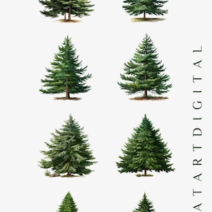 Festive Christmas Tree Png Bundle - Pine Tree Art, Tree Clipart, Greenery Clipart, Digital Evergreen Trees