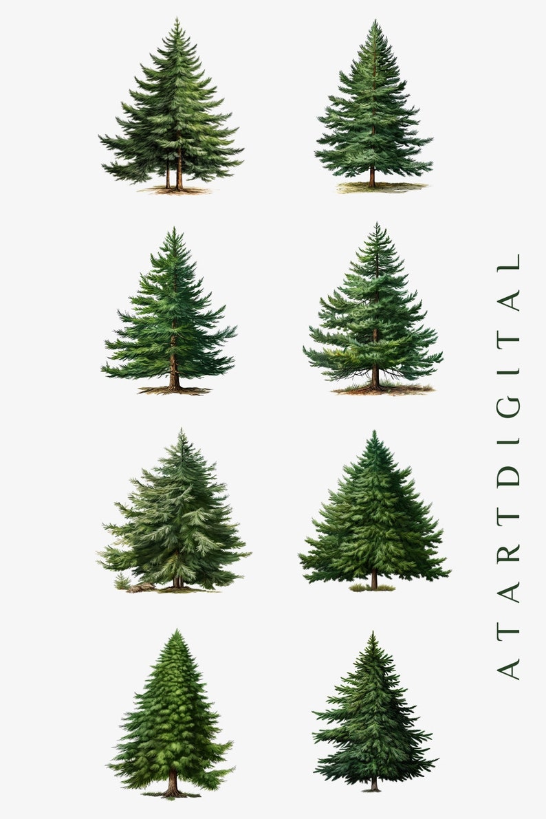 Festive Christmas Tree Png Bundle - Pine Tree Art, Tree Clipart, Greenery Clipart, Digital Evergreen Trees