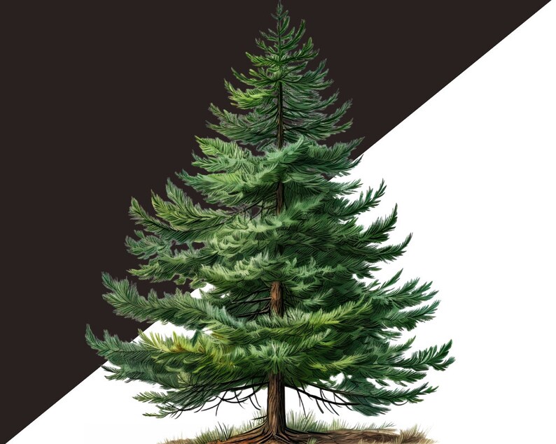 Winter Wonderland Forest Clipart Bundle - Fir Tree Illustrations, Pine Cone, Christmas Tree Png, Digital Winter Clipart