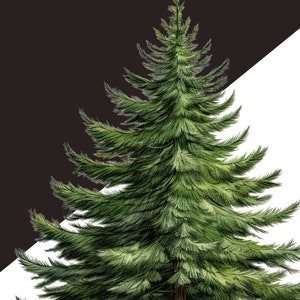Forest Trees Illustration, Greenery Christmas Png Bundle Clipart, Winter Digital Clipart, Fir Tree, Pine Cone, Christmas Evergreen Trees