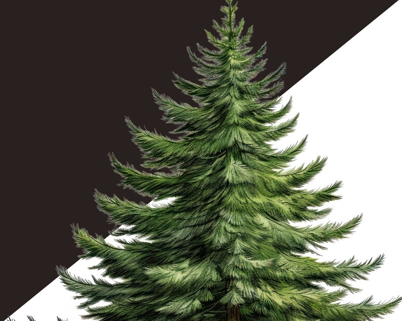 Forest Trees Illustration, Greenery Christmas Png Bundle Clipart, Winter Digital Clipart, Fir Tree, Pine Cone, Christmas Evergreen Trees