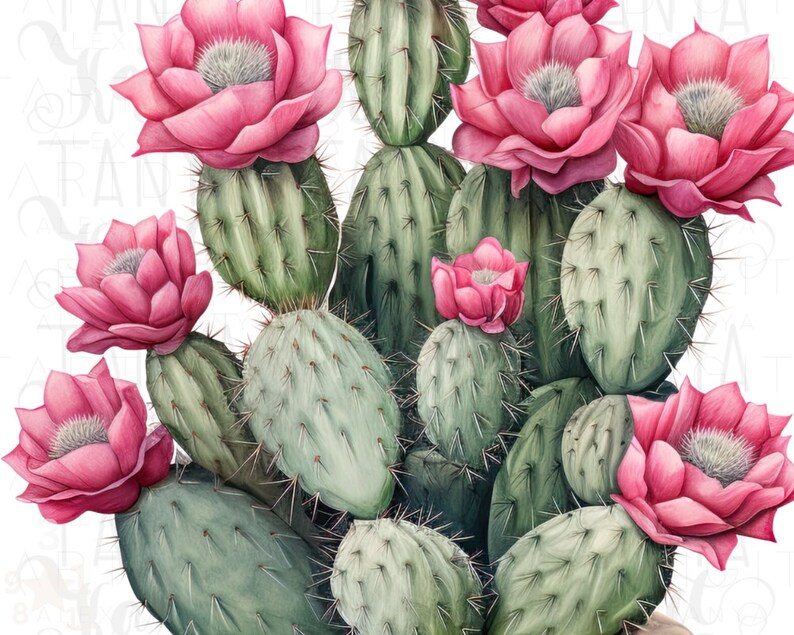 Watercolor Cactus Sublimation Download,Instant PNG Format for Shirts and Crafting Designs,Digital Pink Floral Plant Image for Commercial Use image 7