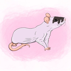 Cartoon Rat custom pet portrait! [Digital Download/Print] Rat lovers, Personalised gift, Pet lovers gift, pet portrait, art