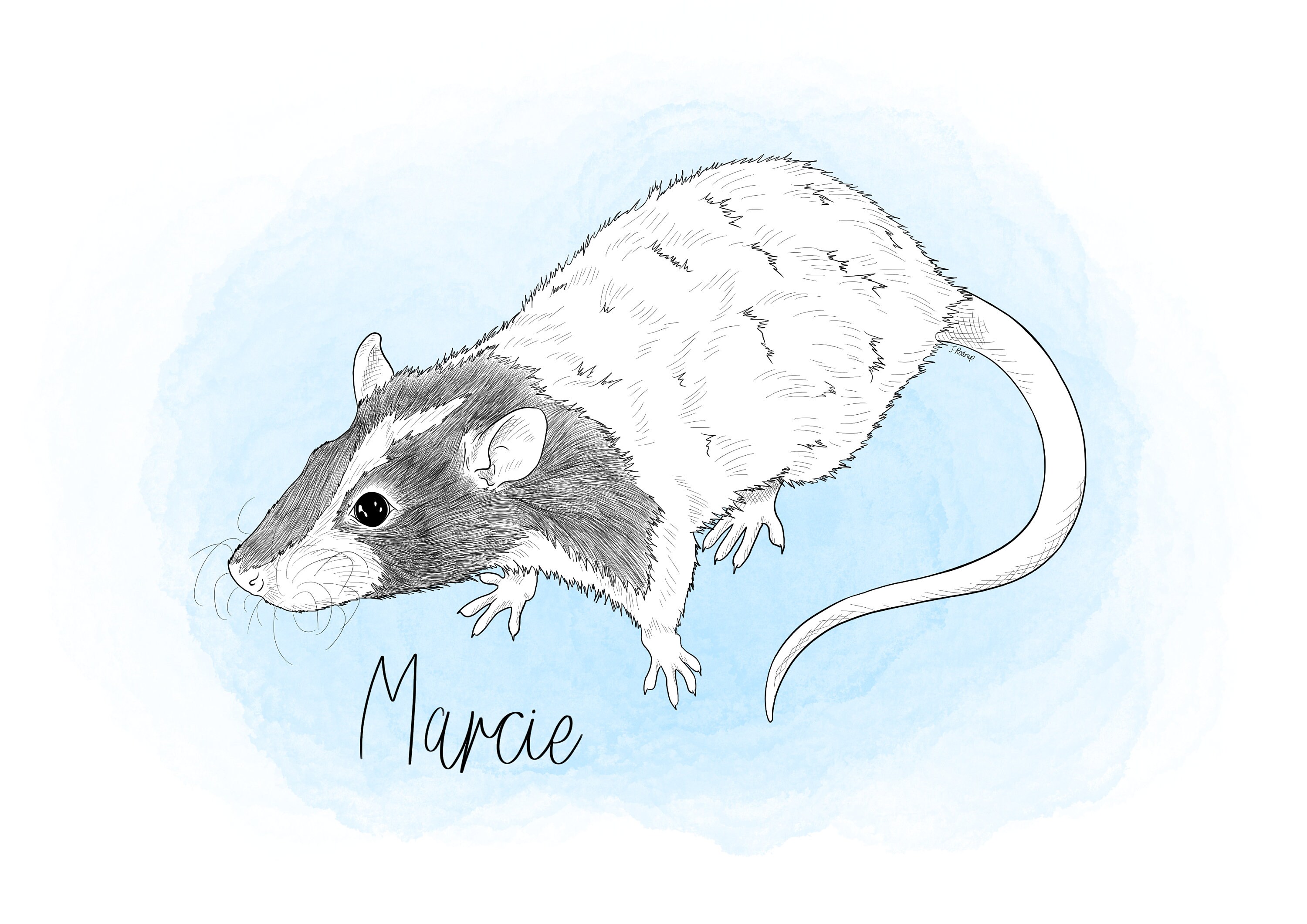 Line Art Rat Custom Pet Portrait! [digital Download] Rat Lovers ...