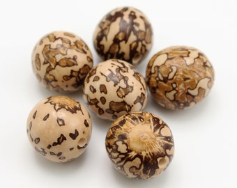 Pambil natural beads 15-22 mm 6 pieces natural beads natural seeds tabby natural beads Bombona