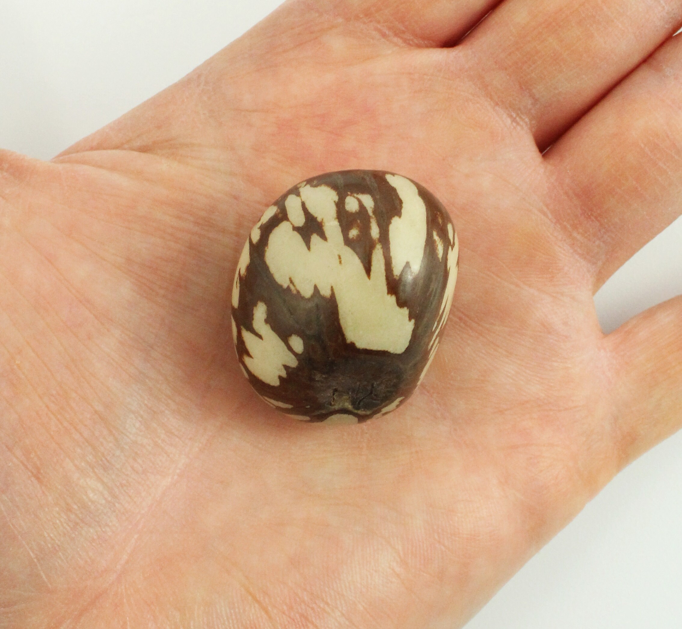 Tagua nut small natural 30 mm 1 piece with shell residues Etsy 日本