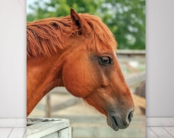 Horse Photography, Canvas Wall Art,  Equestrian Art, Equine, Farmhouse Art, CANVAS / PHOTO PRINT, Up To 24X30