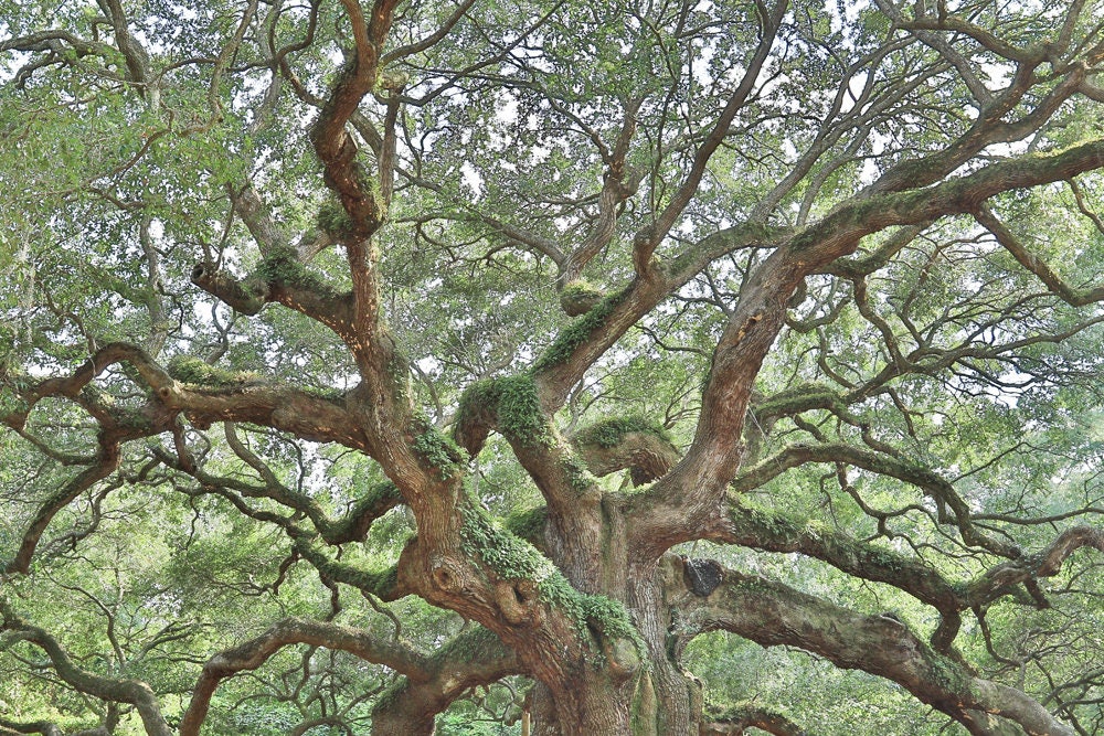 Angel Oak, Tree Photography, Angel Oak Tree, Charleston Photo Art
