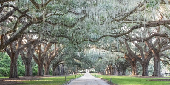 Avenue of Oaks, Boone Hall Plantation