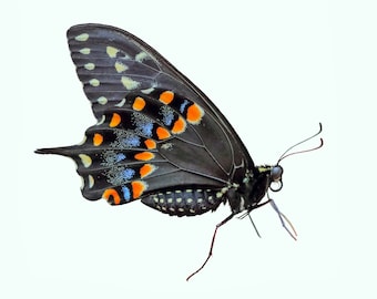 Butterfly Macro Photography, Wall Art, Black Swallowtail,  Teen Room, Nursery Decor, CANVAS / PHOTO PRINT, Up To 36X36