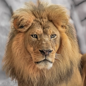 King Lion Wall Art, Portrait, Wildlife Photography, CANVAS / PHOTO PRINT,  Size 5x5 To 30x30
