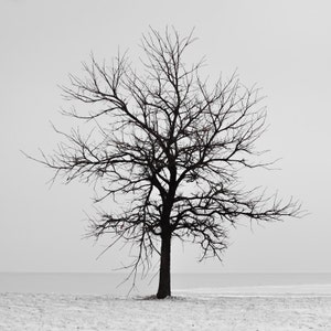Lone Tree Wall Art, Tree Picture, Tree Silhouette, B&W Tree Photo,  Canvas Print, Nature Photography, Minimalist