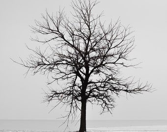 Lone Tree Wall Art, Tree Picture, Tree Silhouette, B&W Tree Photo,  Canvas Print, Nature Photography, Minimalist