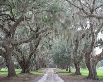 Avenue of Oaks, Tree Photography, South Carolina Photo Art, Charleston Oak Plantation, Charleston SC, Oak Trees on Canvas, Live Oaks
