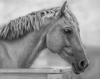 B&W Horse Wall Art, Equine Photography, Ready To Hang Canvas, Photo Print, Horse Lovers Gift