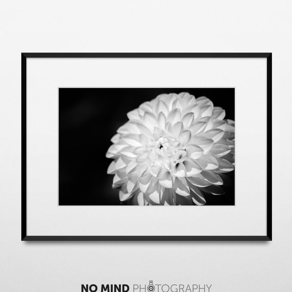 Fine Art Nature Photo Print • Wall Art • Canvas Wrap • Black & White Monochrome Floral Photography Flower 8x12 • "White Dahlia"