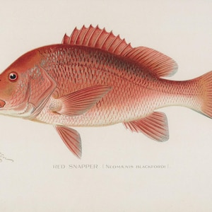 May include: Illustration of a Red Snapper fish, Neomanis blackfordi, in shades of red and pink. The fish is depicted in profile, showcasing its fins, scales, and distinctive dorsal fin. The scientific name is below the fish.