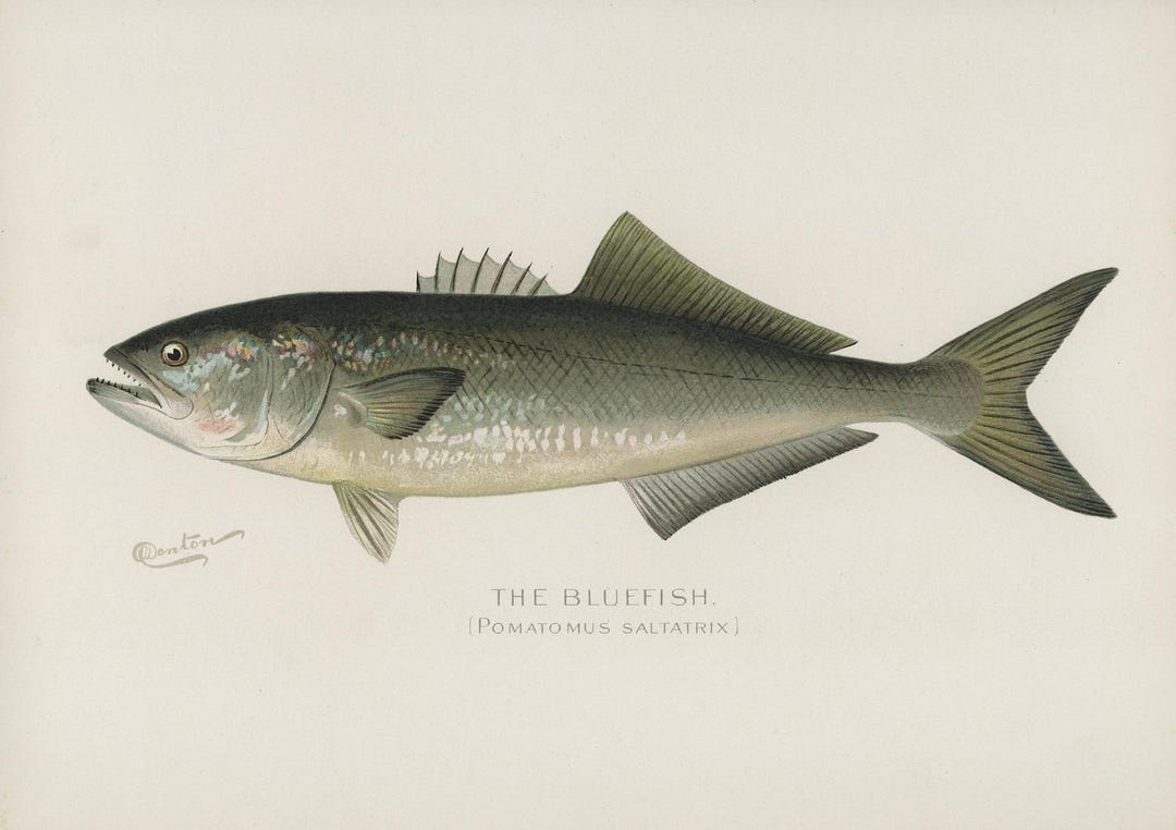Bluefish (pomatomus Saltatrix) - Vintage Fish Illustation - Printed on ...
